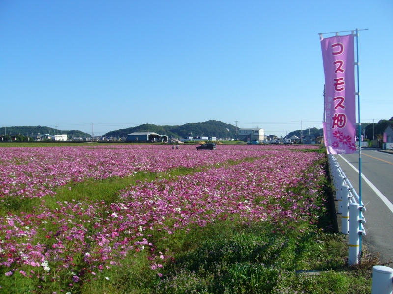 【コスモス】 春日の里コスモス畑　たつの市 [画像]