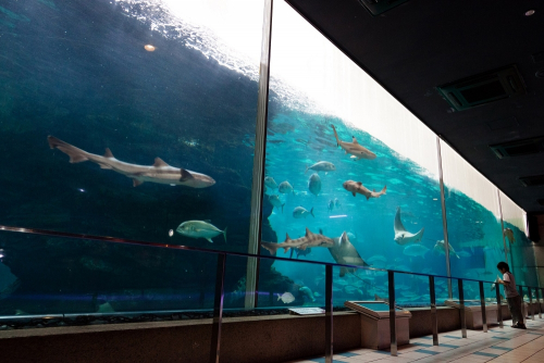 須磨海浜水族園でアクアヨガを開催　神戸市須磨区