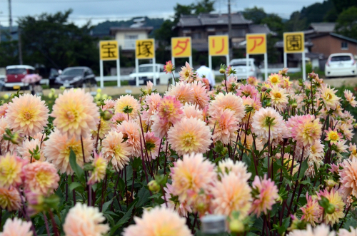 『宝塚ダリア園』秋の開園　宝塚市