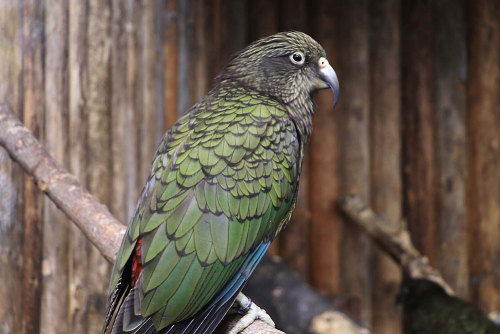 西日本の動物園初！ケア（ミヤマオウム）が神戸どうぶつ王国に登場