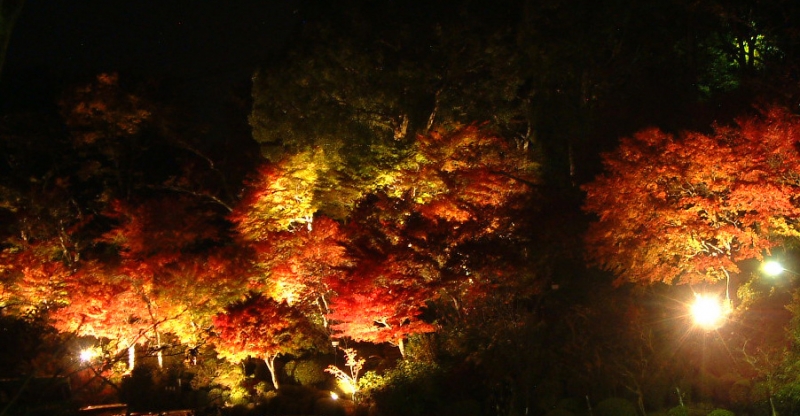 有馬温泉 太閤の湯で「紅葉の棚田」ライトアップ　神戸市北区 [画像]