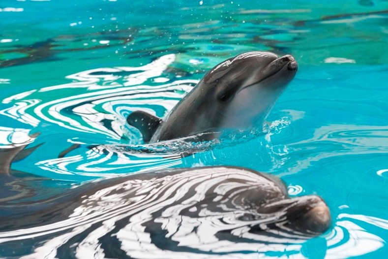 写真提供:須磨海浜水族園