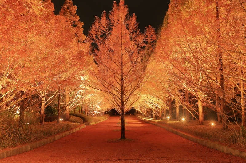 『～世界の森～もみじ散策と紅葉のライトアップ』　神戸市北区 [画像]