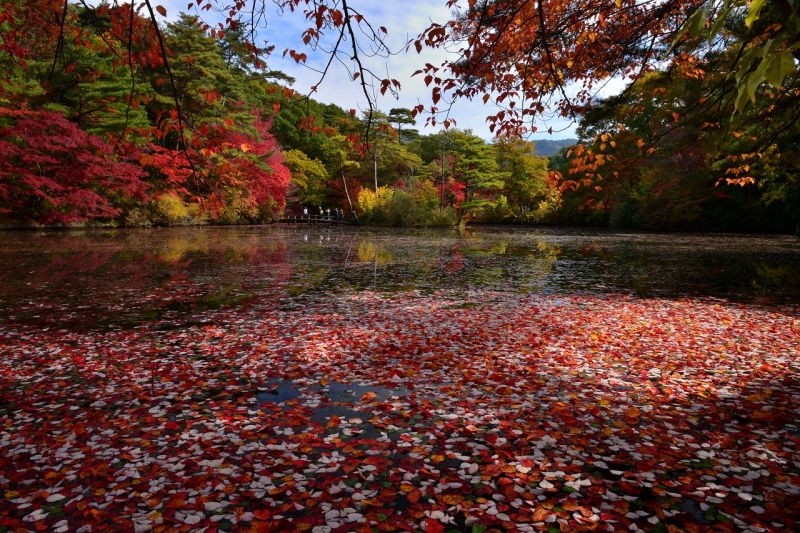 『～世界の森～もみじ散策と紅葉のライトアップ』　神戸市北区 [画像]