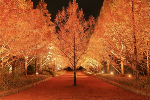 『～世界の森～もみじ散策と紅葉のライトアップ』　神戸市北区