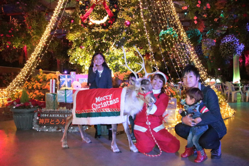 『神戸どうぶつ王国のMerry Christmas』　神戸市中央区