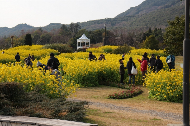 淡路島国営明石海峡公園で「寒咲き菜の花」が見ごろ　淡路市 [画像]