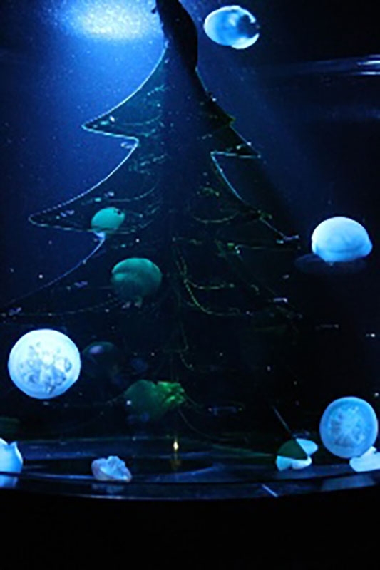 須磨海浜水族園のクラゲ水槽に光る水中ツリーが登場　神戸市須磨区 [画像]