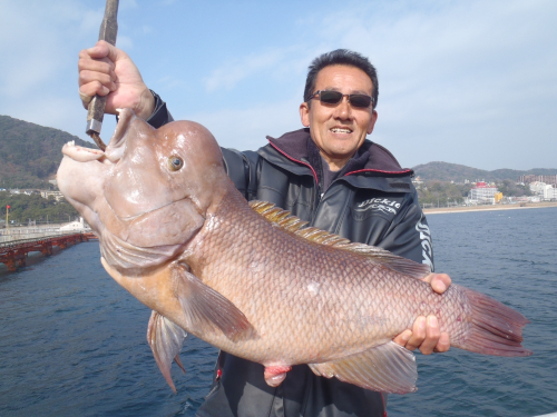 須磨・平磯海づり公園『エビスダイ（コブダイ）釣り大会』