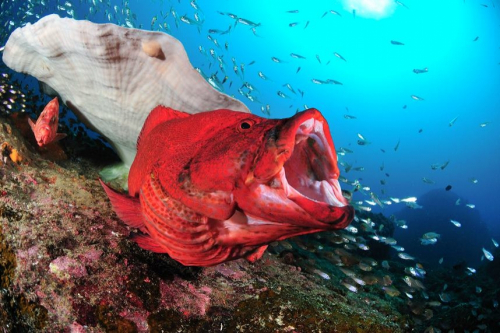 須磨海浜水族園『串本海中フォトコンテスト写真展』　神戸市須磨区