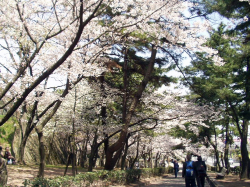 『桜！ノルディックウォーキング～須磨浦公園～』参加者募集