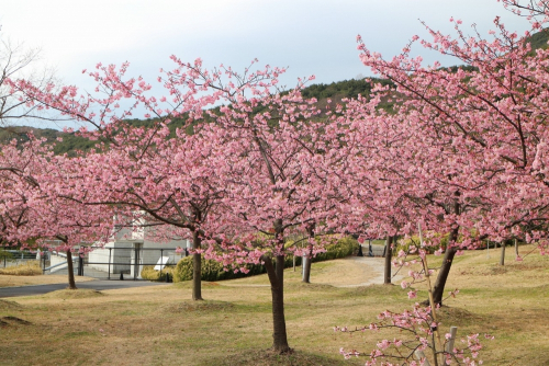 淡路島国営明石海峡公園『桜まつり』　淡路市