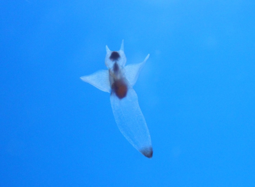 須磨海浜水族園で“流氷の妖精”クリオネ展示中　神戸市須磨区