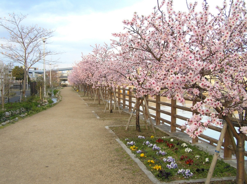『第15回 アーモンド並木と春の音楽会』　神戸市東灘区