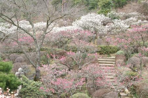 中山寺『梅まつり』　宝塚市