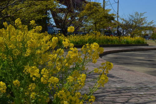 歴史の花をシンボルに『第16回 菜の花まつり』　神戸市灘区