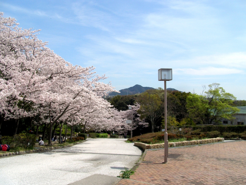 神戸総合運動公園『お花見ウォーク』　神戸市須磨区