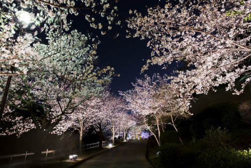 須磨の桜を楽しむイベント『敦盛桜2017』　神戸市須磨区