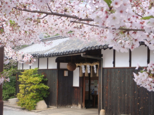 『第4回 福寿 桜まつり』　神戸市東灘区