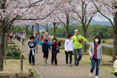 西日本最大級の桜並木『第11回 桜づつみウオーク』　小野市