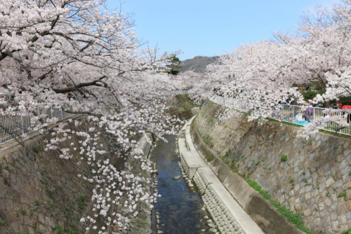 約400本の桜並木を楽しむ『須磨妙法寺川さくらまつり』　神戸市須磨区