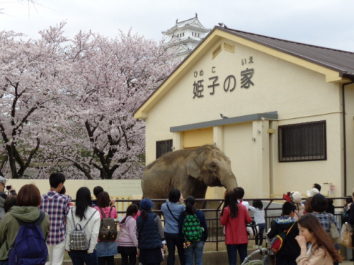 姫路市立動物園、姫路城の桜に合わせ入園無料に　姫路市