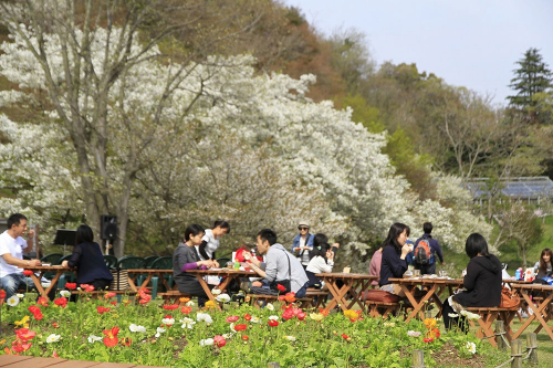 神戸布引ハーブ園『山桜カフェ2017』　神戸市中央区