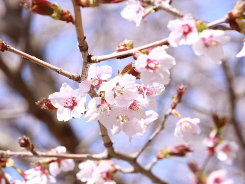 六甲高山植物園に春到来 3月18日シーズンオープン　神戸市灘区