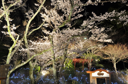 有馬温泉 太閤の湯で『桜ライトアップ』 敷地内の歩行者通り抜けを解禁　神戸市北区