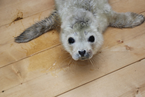 須磨海浜水族園で初、ゴマフアザラシの赤ちゃん誕生