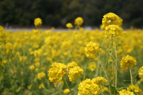 『第14回みつ菜の花まつり』　たつの市