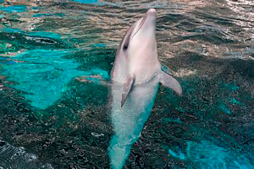 イルカの赤ちゃんも初公開『春のふれあいフェスタ』　須磨海浜水族園