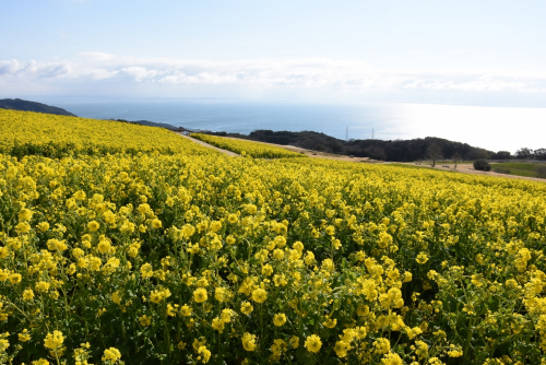 あわじ花さじき『菜の花まつり』　淡路市