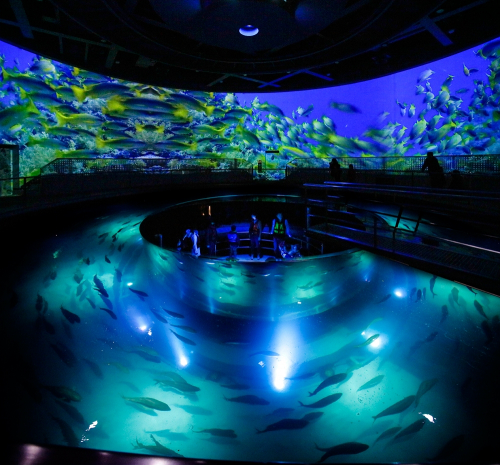 360度の巨大ビジョンに“踊る魚”  城崎マリンワールドに新ライブパフォーマンス登場