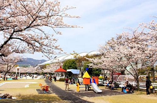 阪神競馬場 ポニーとソメイヨシノの『特別お花見イベント』　宝塚市