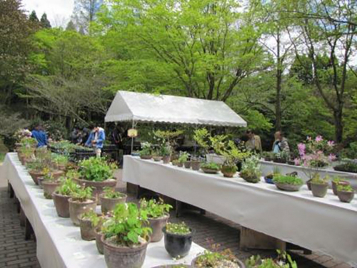 『初夏の高山植物展』六甲高山植物園