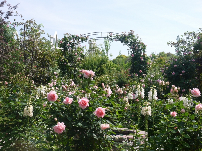 『淡路夢舞台 薔薇祭2017－薔薇の来た道、アラビアンナイト－』　淡路市 [画像]