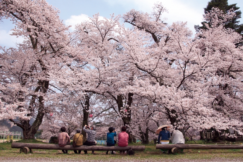 樹齢90年、ソメイヨシノの巨木群『清滝桜まつり』　豊岡市 [画像]
