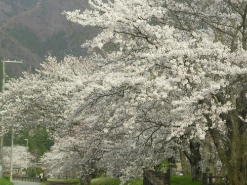 水分れ公園『水分れ 桜まつり』　丹波市