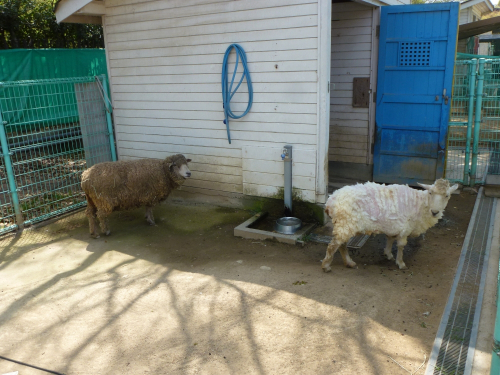 飼育（しいく）の日「ヒツジの毛刈り」　姫路市立動物園