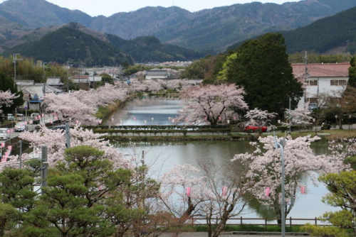 桜の開花に合わせ篠山市長室を一般開放　篠山市役所