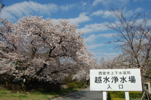 『越水浄水場のさくらの通り抜け』　西宮市