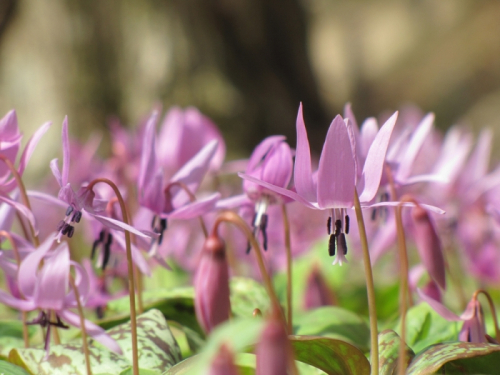 六甲高山植物園で春の訪れ告げるカタクリ・ミズバショウ見ごろ　神戸市灘区
