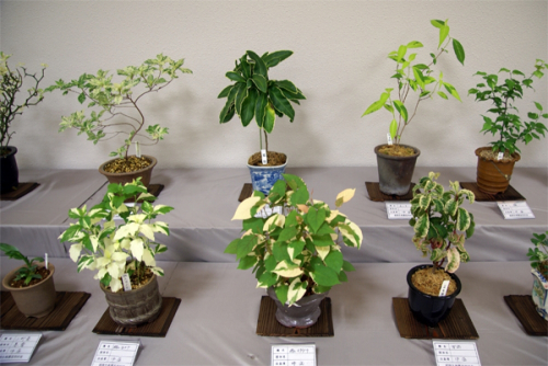 緑の相談所展示会『古典園芸と斑入り（ふいり）植物展』　姫路市
