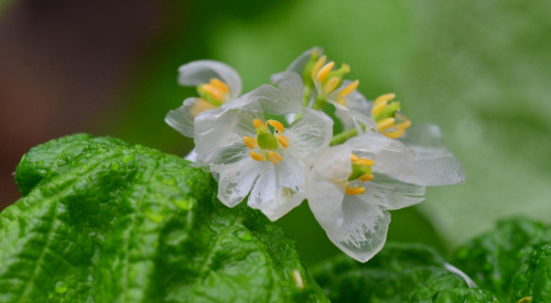 ガラス細工のように透明に輝く花「サンカヨウ」が見ごろ　六甲高山植物園