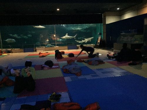 『須磨海浜水族園お泊りキャンプ』　神戸市須磨区