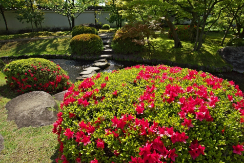 日本庭園・好古園、4月29日の開園記念日に山野草プレゼント　姫路市