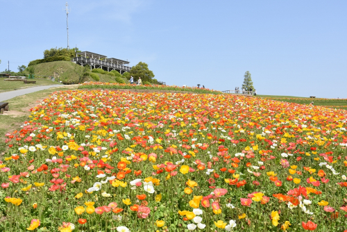 あわじ花さじき『ポピーまつり』　淡路市