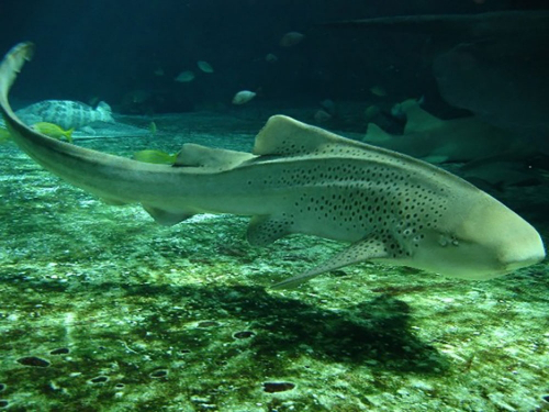 須磨海浜水族園『DNAで生き物の進化を解き明かす −私たちとサメの関係をゲノムで調べてみたら−』