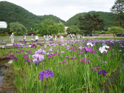 『市島町三ツ塚花しょうぶまつり』　丹波市